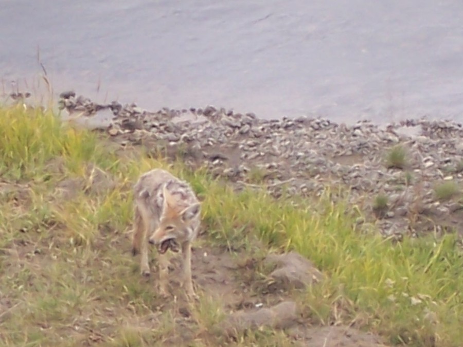 Coyote eating a rodent