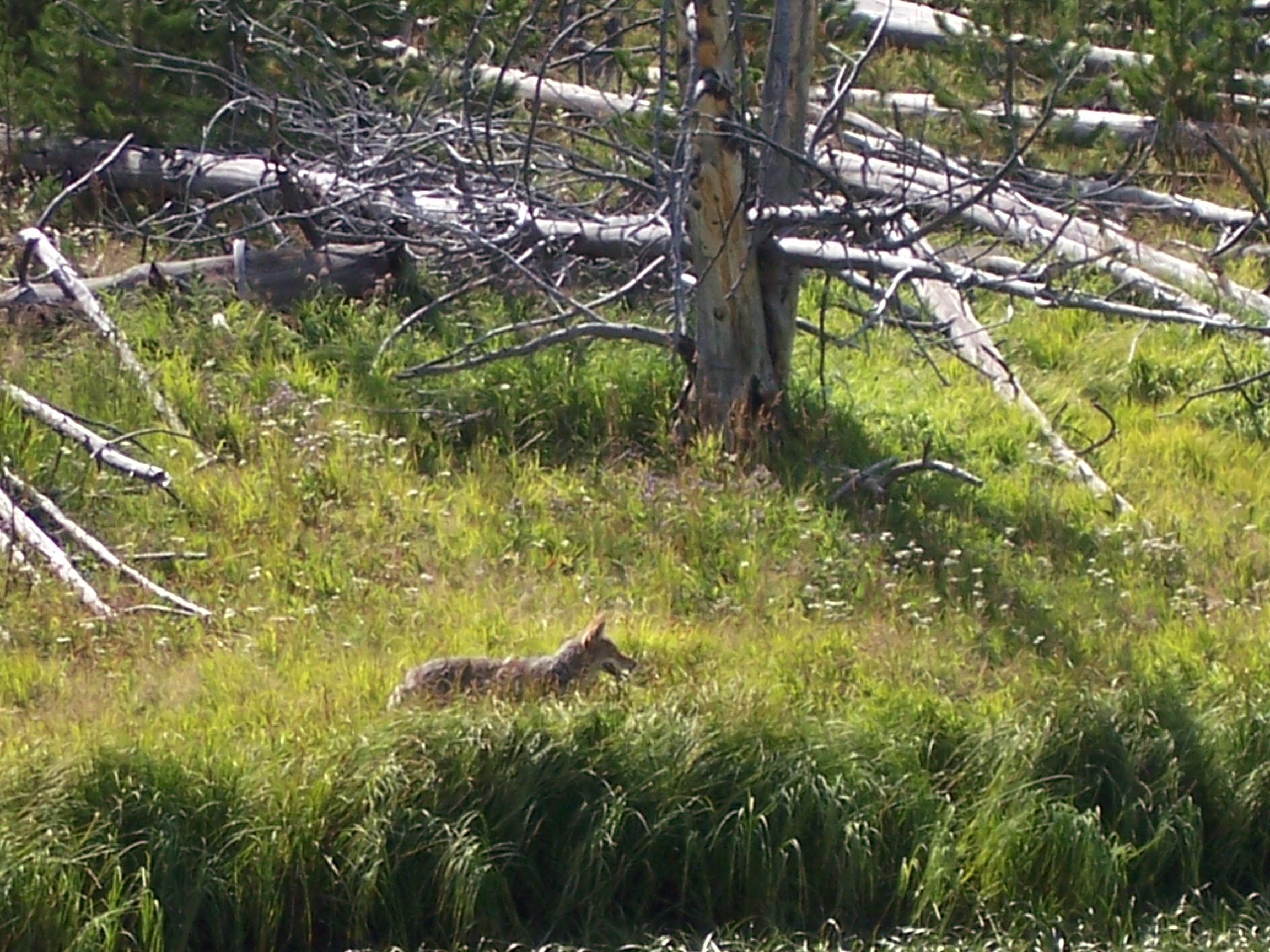 Coyote in the grass.