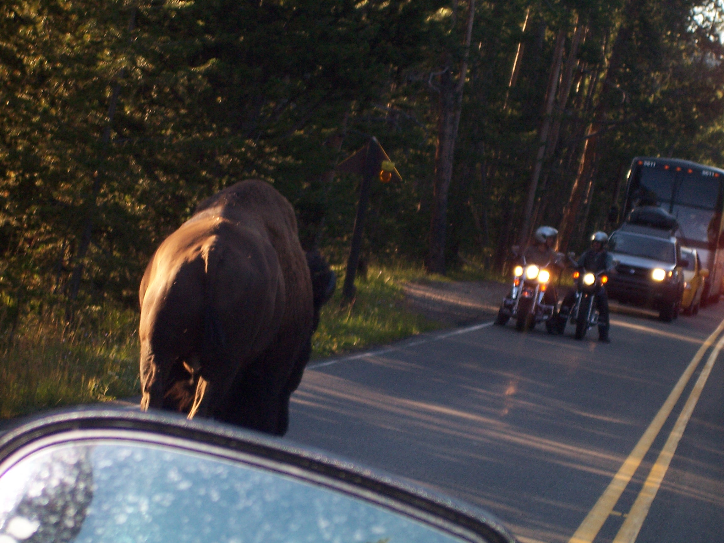 Buffalo on the road.