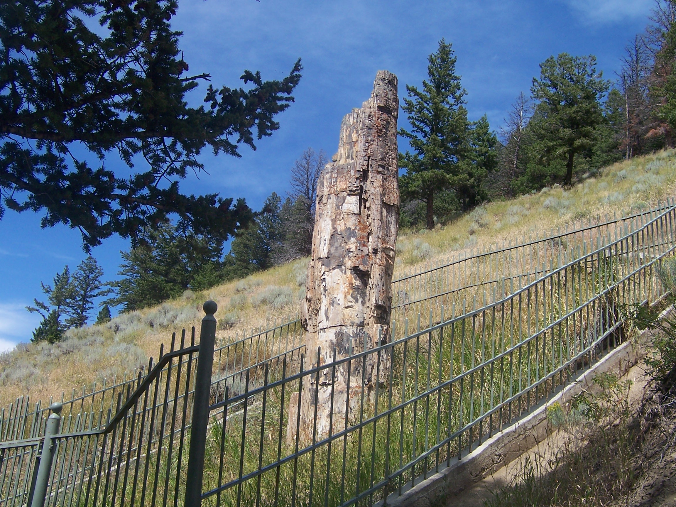 Petrified tree, a millions of year redwood fossil. Redwood needs mild weather, so the climate in yellowstone was once much warmer.