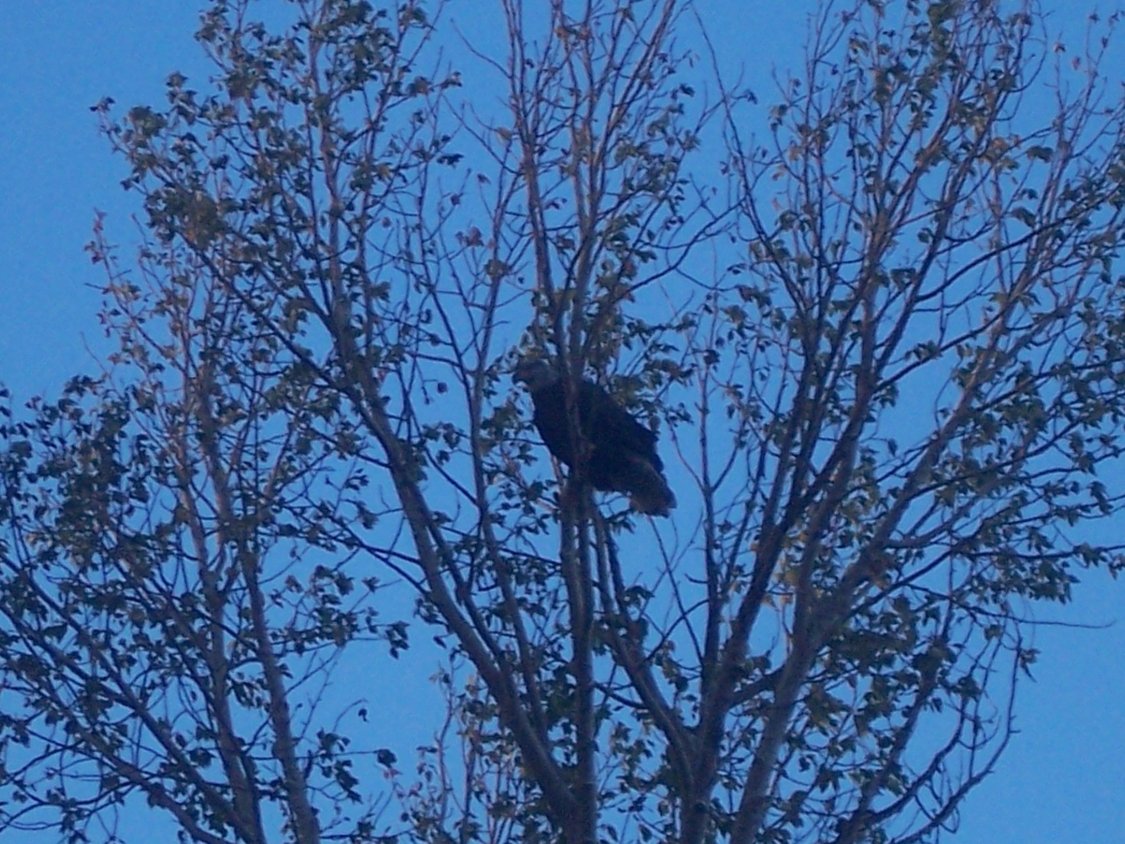 Bald Eagle in tree.