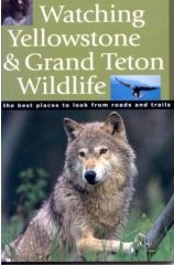Watching Wildlife in Yellowstone and Grand Teton National Park