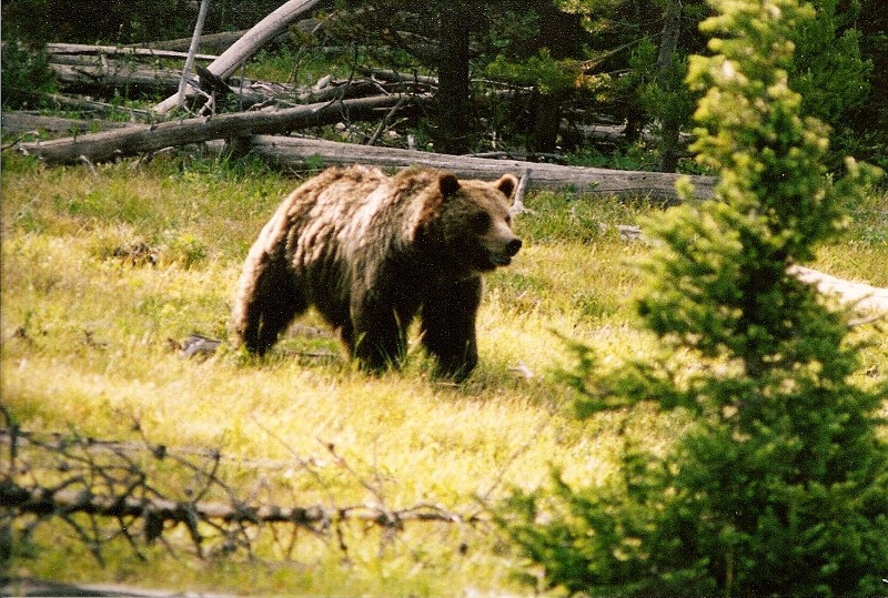 Grizzly #399 (Photo by Frank Jordan)