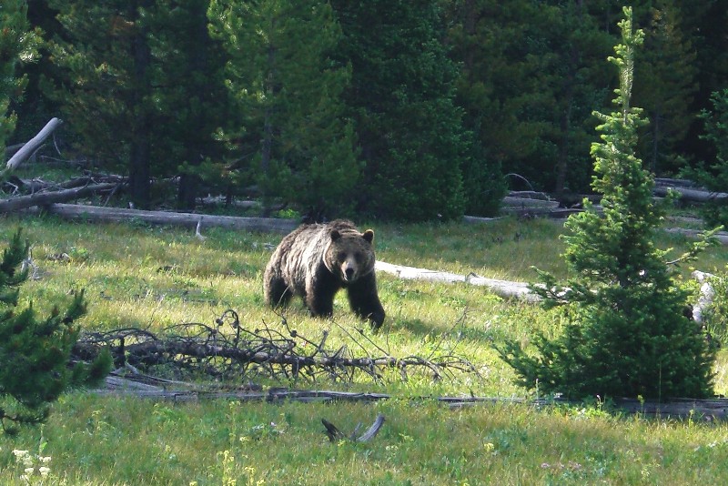 Grizzly Bear (Photo by Hext)