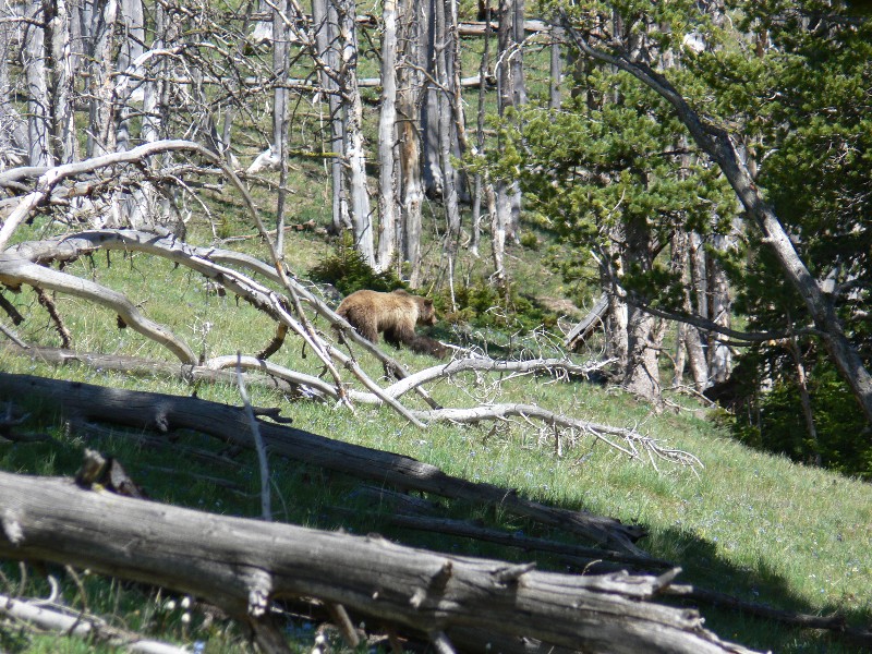 Grizzly Bear on second day (Photo by Ondracek)