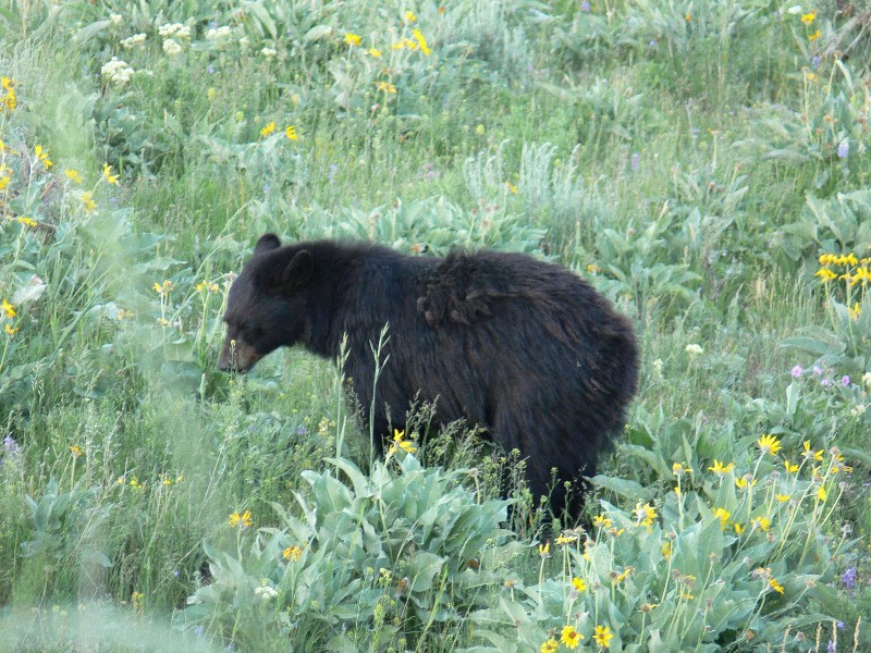 Black Bear (Photo by Ondracek)