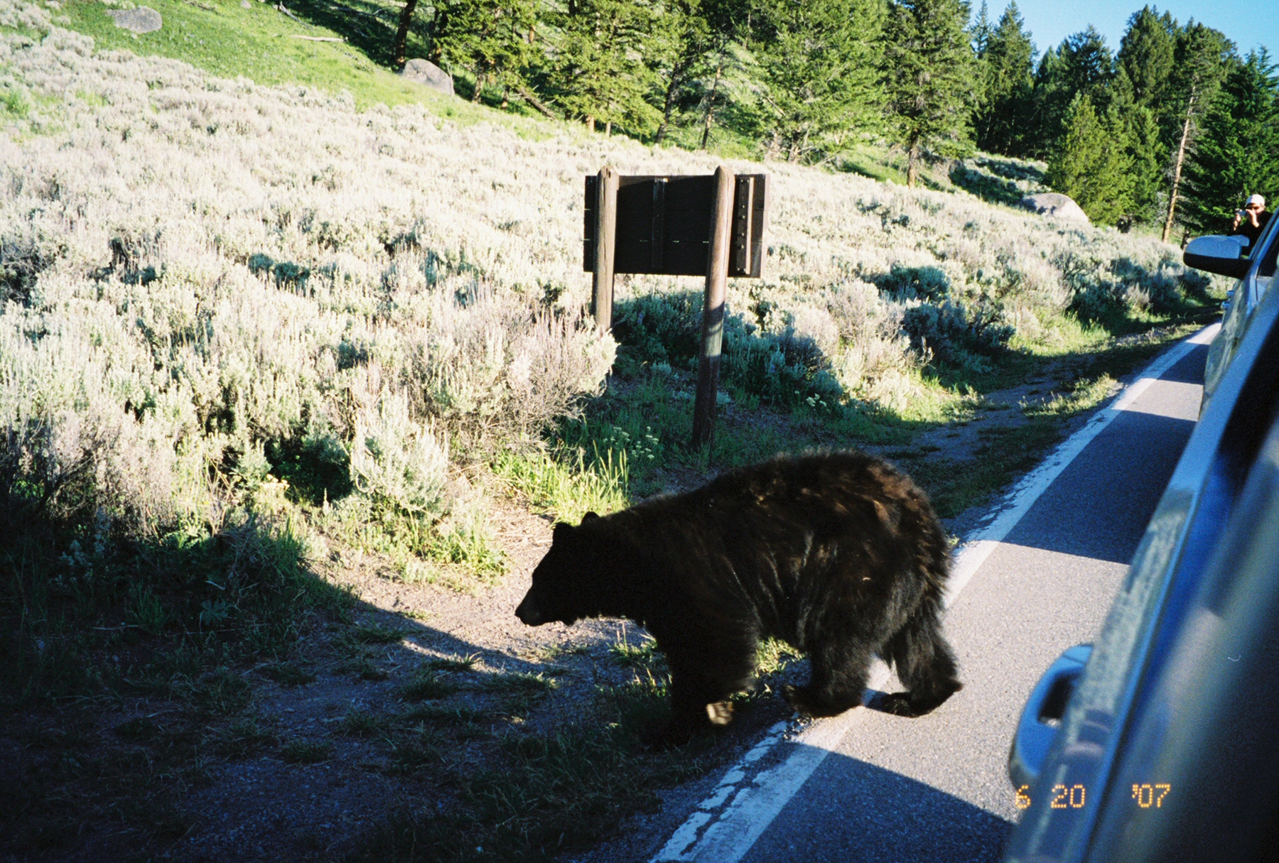 Bear crossing the road (Photo by Wechsler)