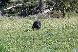 Black bear (Photo by Goncalves)