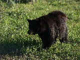 Black Bear (Photo by Ondracek)