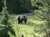 Grizzly Bear #399 (Photo by Ondracek)