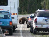 Grizzly Bear cubs (Photo by Ondracek)