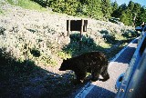 Bear crossing the road (Photo by Wechsler)