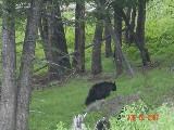 Black Bear in Forest (Photo by Martin)