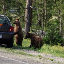 Grizzly Bear cubs in Yellowstone