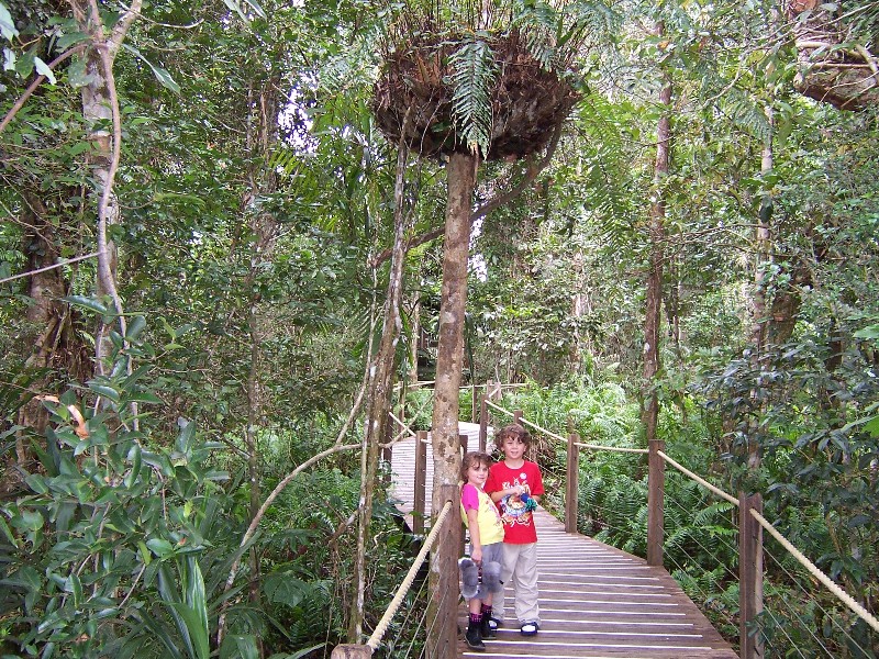 Rainforest dudes in the North Australian rainforest