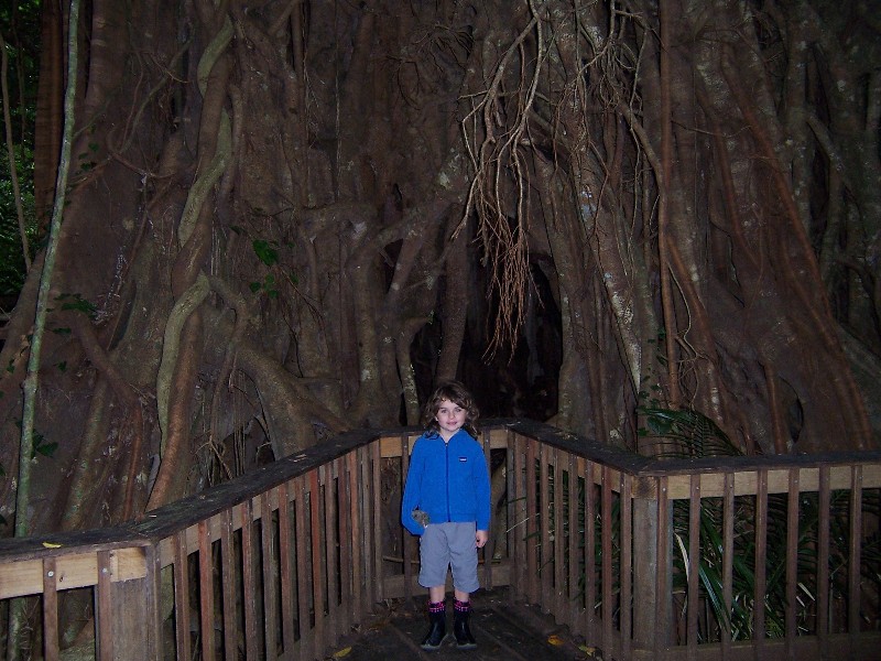 Gigant tree in the rain forest