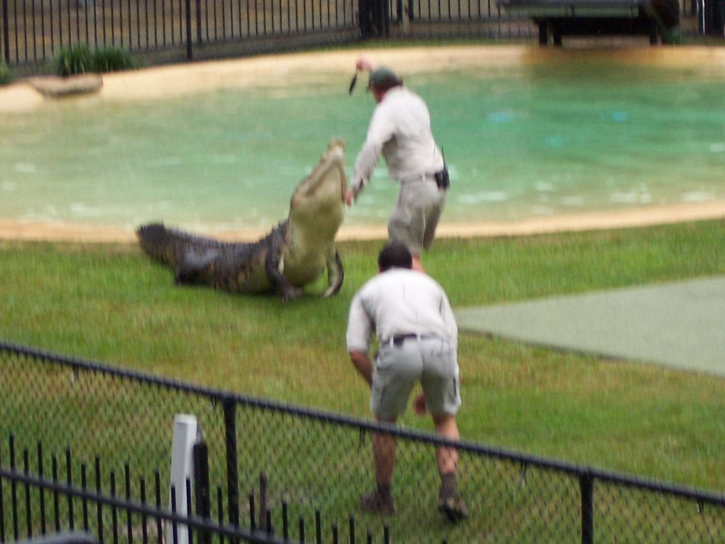 Crocodile feeding Steve Irving Style.