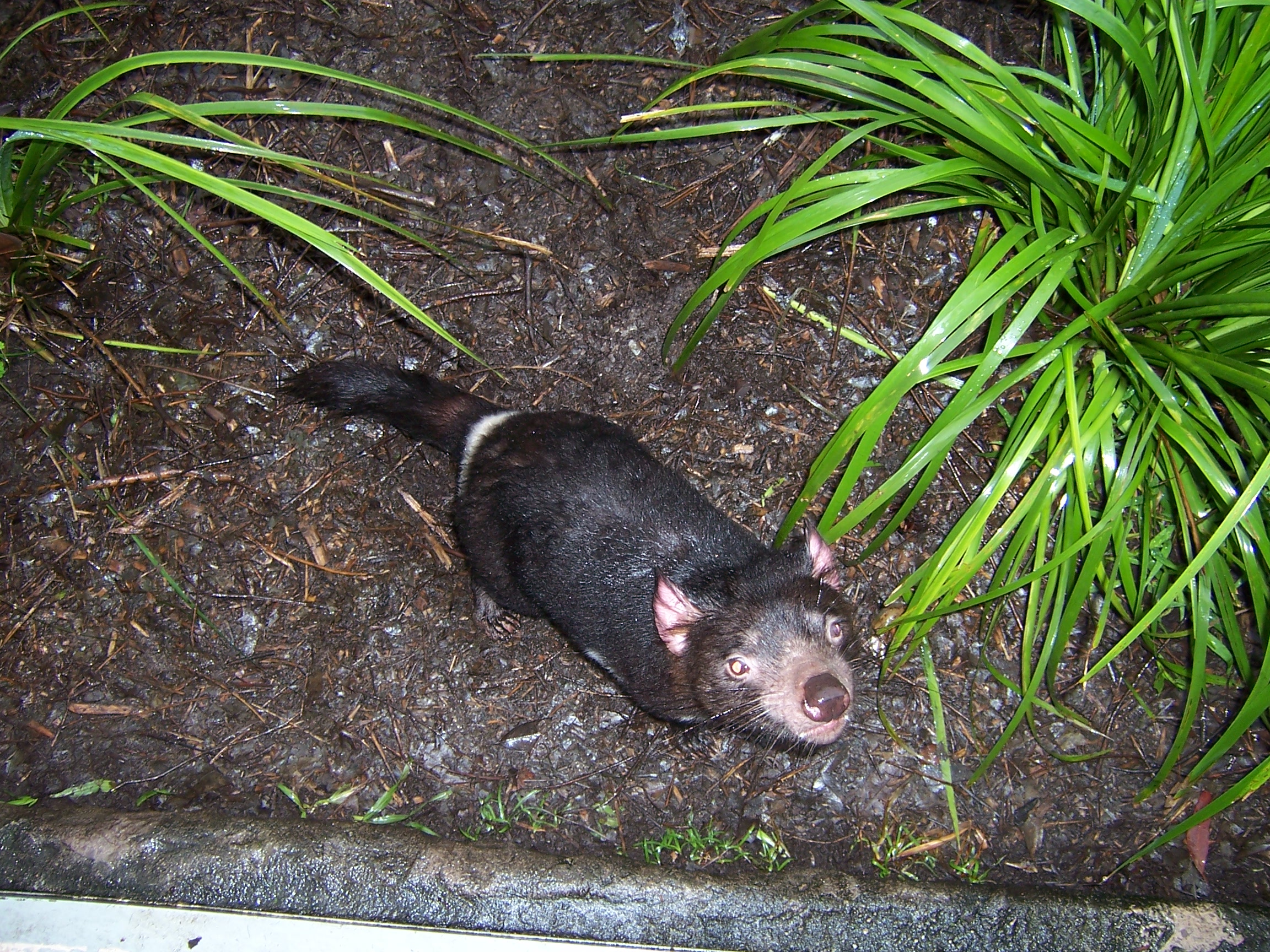 Tasmanian Devil this is what we came to Australia to see.