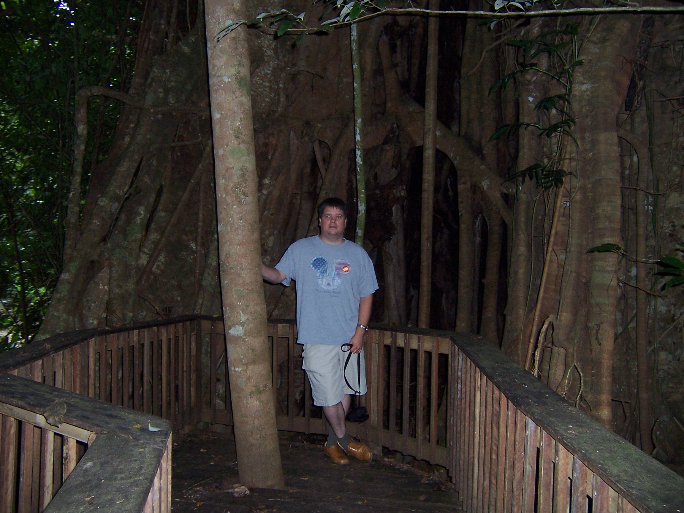 Gigant tree in the rain forest