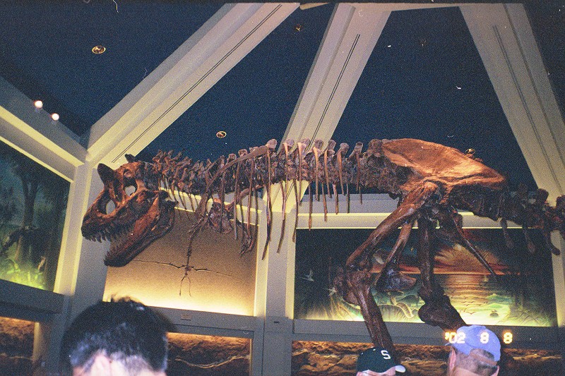 Sue the T-Rex from the field museum. This is the largest T-Rex found in the world