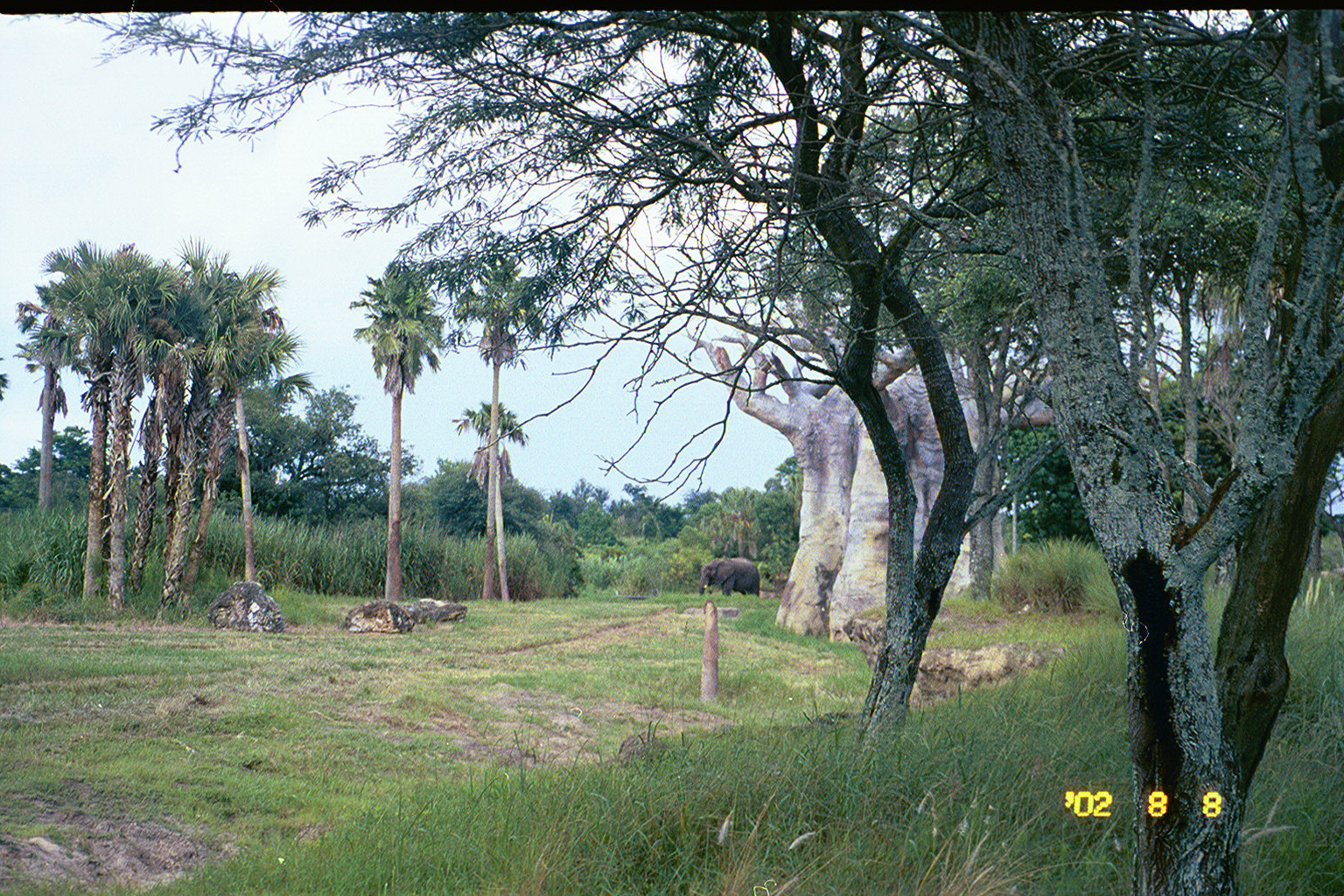 Elephants at the Animal Kingdom Disney World safari