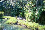 Crocodiles at the Animal Kingdom Disney World safari