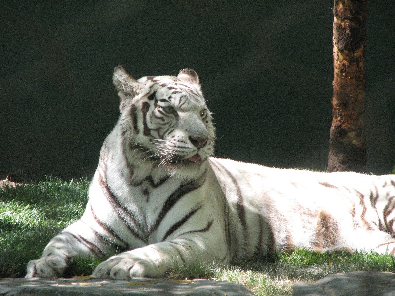 White Tigers in Las Vegas, the Mirage