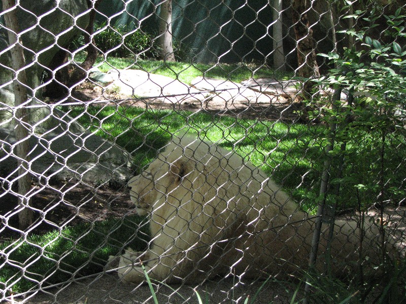 White Lions in Las Vegas, the Mirage