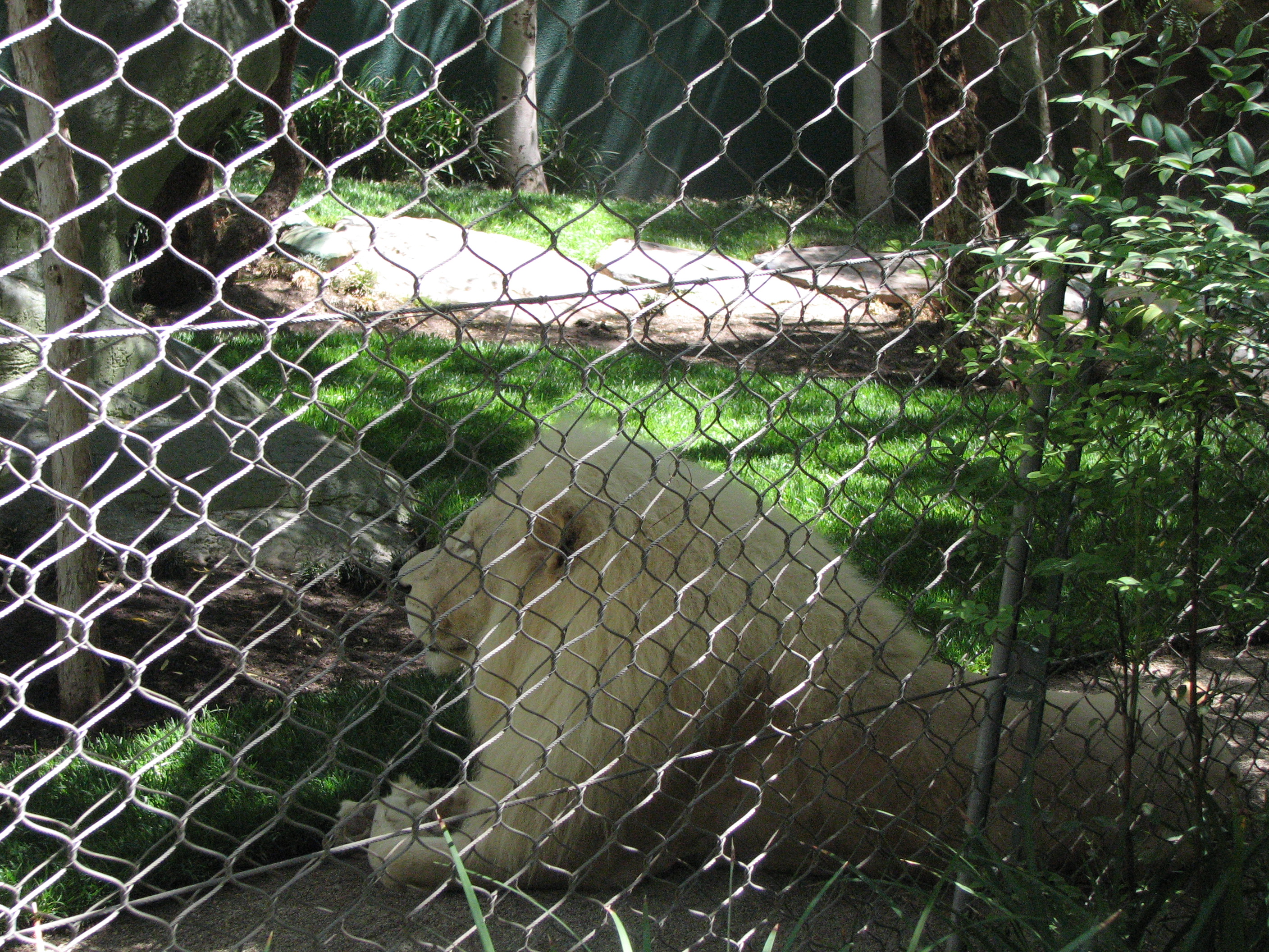 White Lions in Las Vegas, the Mirage