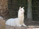 White Llama in Las Vegas, the Mirage