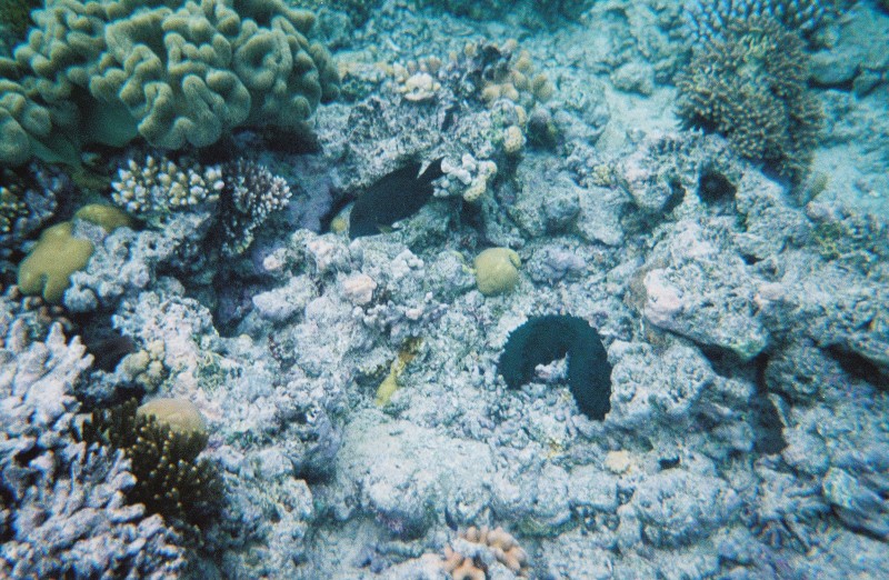 Sea Cucumber in the Coral Reef