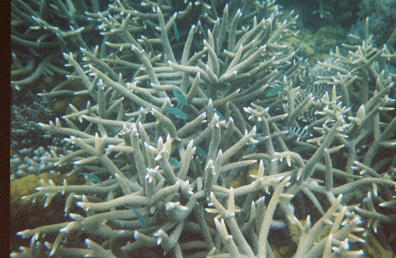 Various Corals and fish