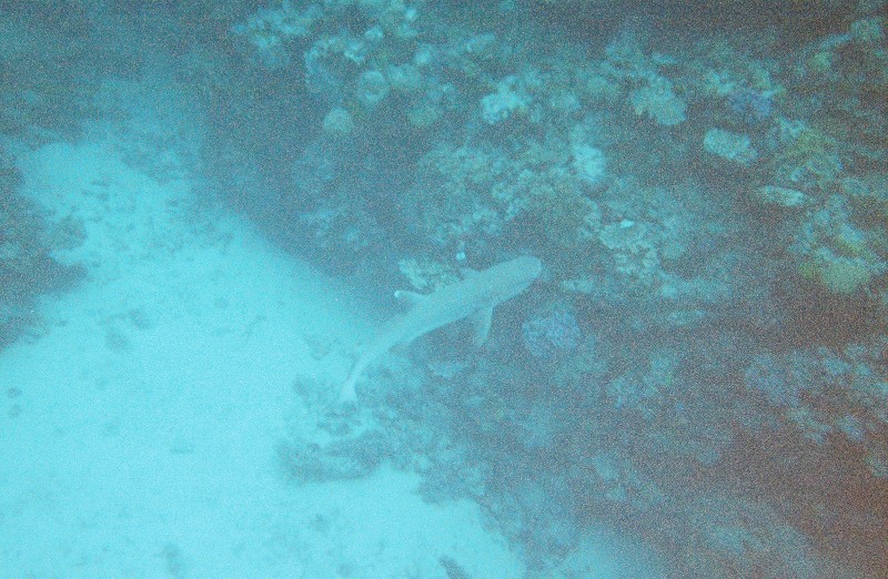 A shark swam by right after some scuba divers swam in the same place