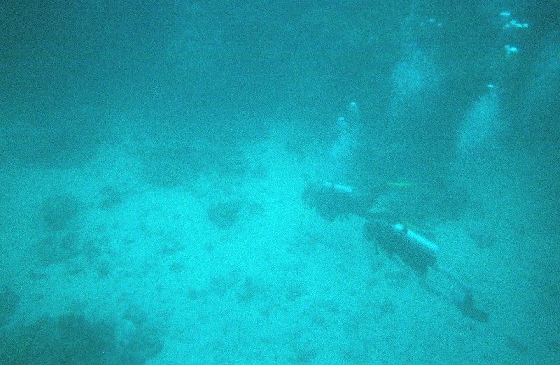 These divers swam pretty close to that shark