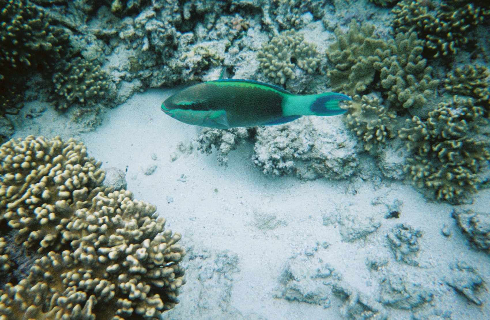 A parrot fish. You could see hundreds of colorful fish, photographing them with the sucky cameras we had that is another story.