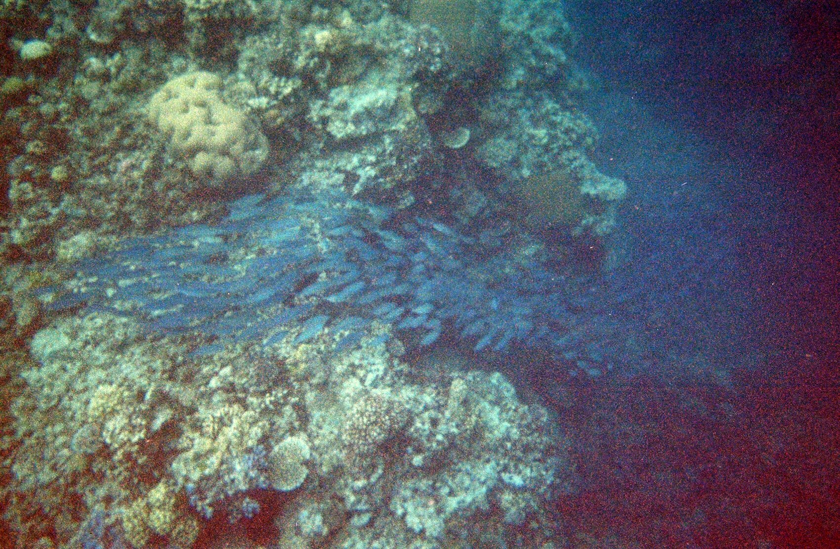 School of blue fish