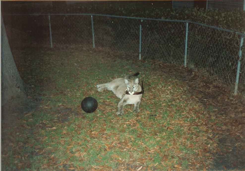 Houston Cougars Mascot. 1987/1988 they still had a real cougar for a mascot.