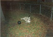 Houston Cougars Mascot