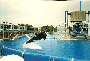 Sea World in San Diego, Orca Jump