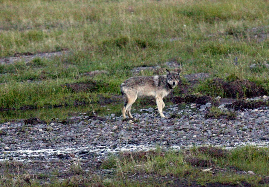 A wolf, Yellowstone National Park