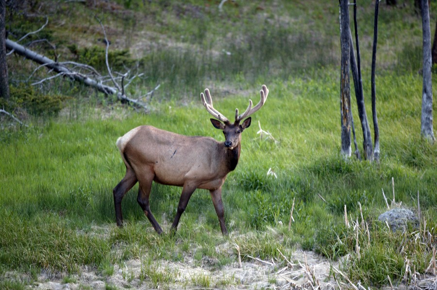 An Elk