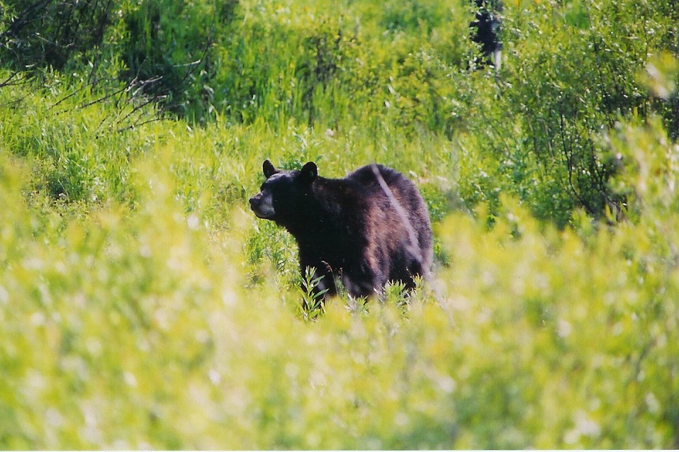 Black Bear in Yellowstone