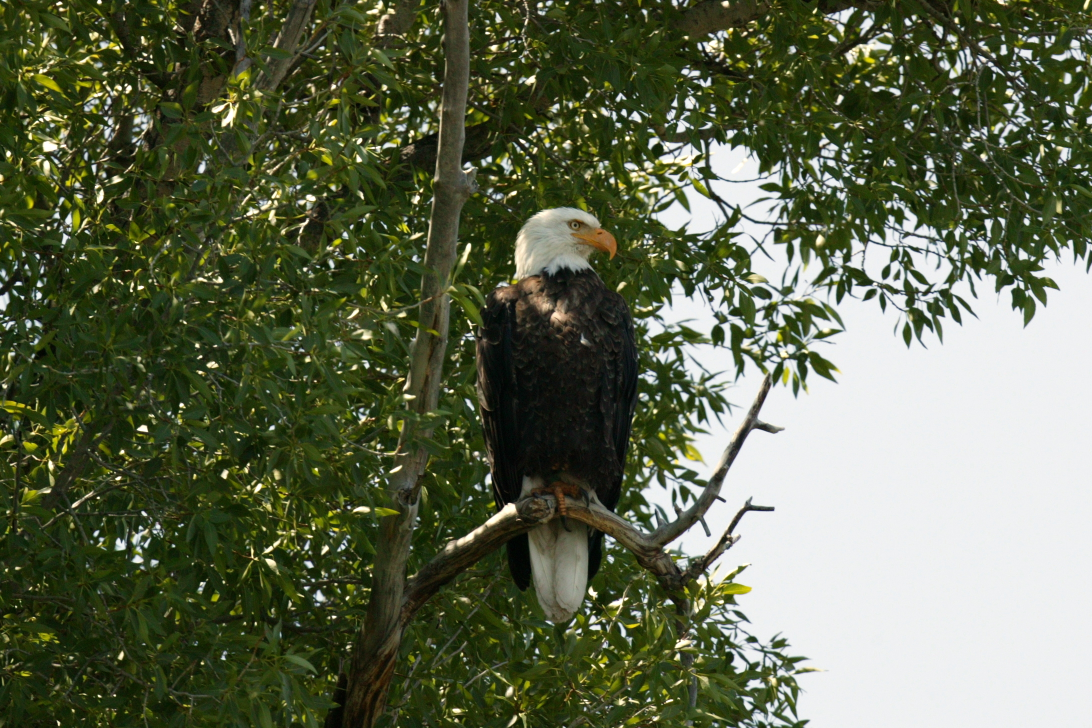 Eagle, Grand Teton National Park