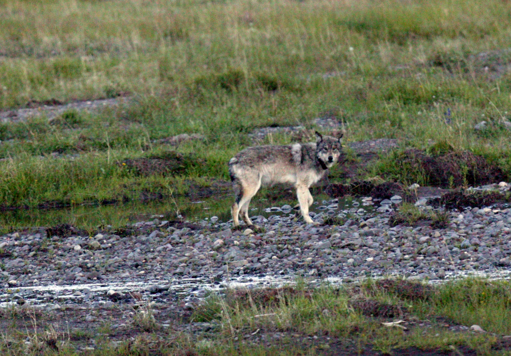 A wolf, Yellowstone National Park