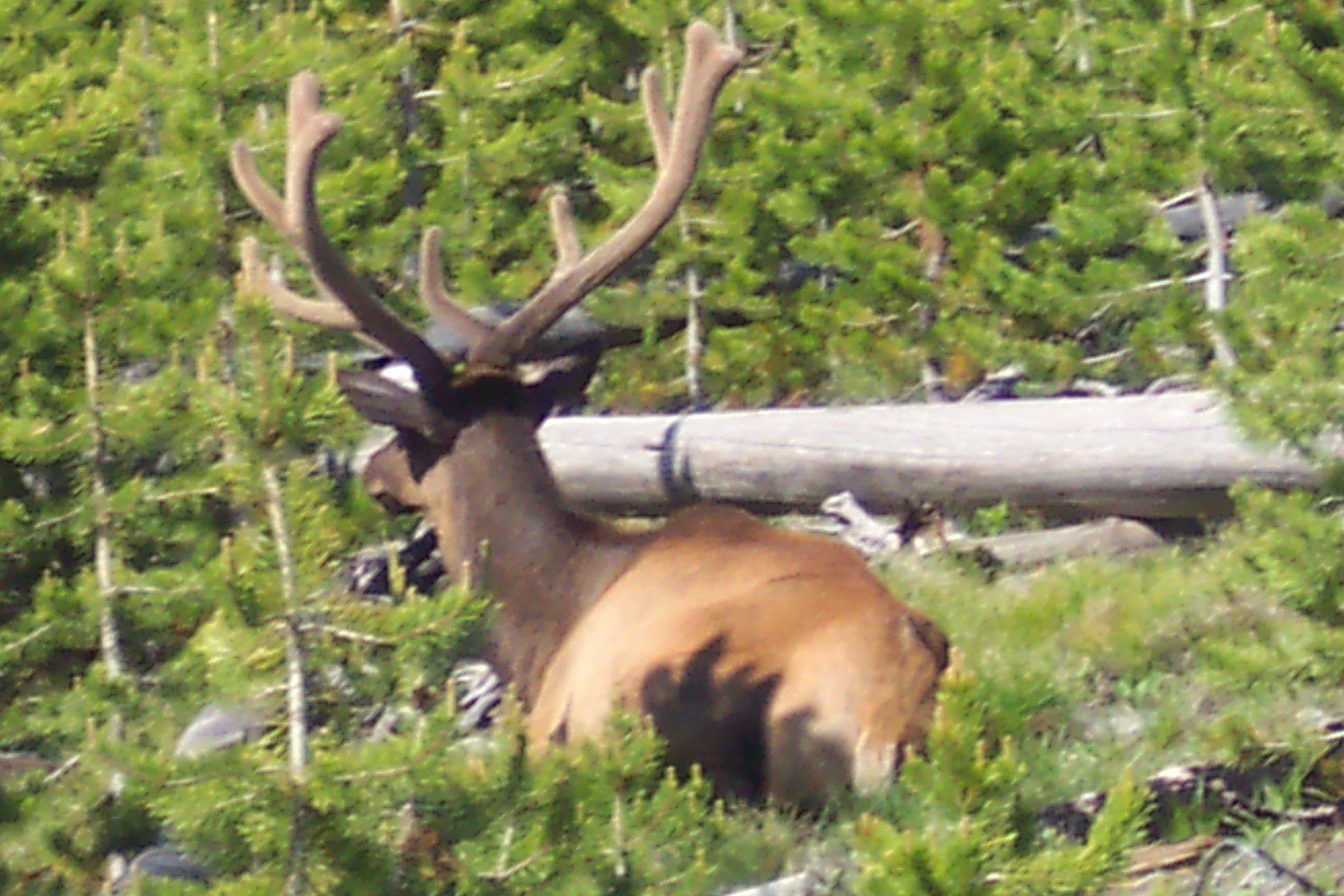 Elk in Yellowstone