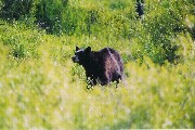 Black Bear in Yellowstone