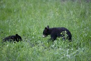 Black Bear Cubs