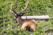 Elk