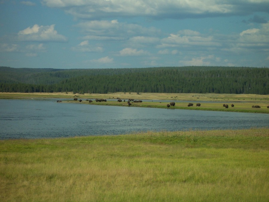 Grazing buffalo