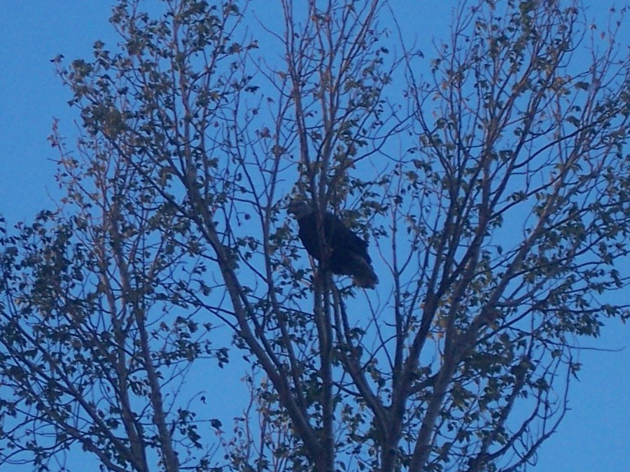 Bald Eagle in tree